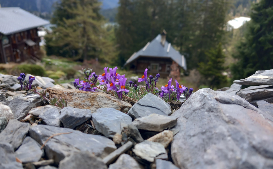 Réhabilitation de quatre milieux alpins