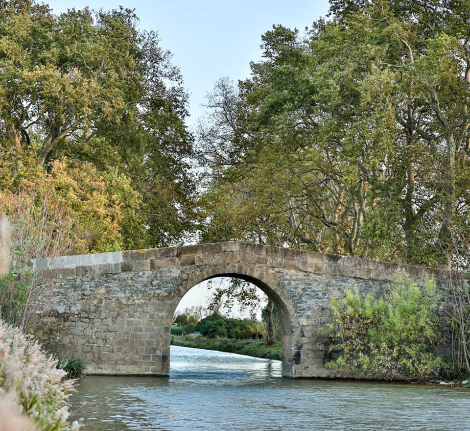 Report on support for the replanting of the Canal du Midi